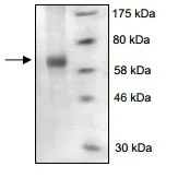SDS-PAGE - Recombinant human Cathepsin F protein (His tag C-Terminus) (AB198436)