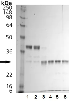 Functional Studies - Recombinant human Cathepsin K protein (Active) (AB157067)