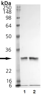 SDS-PAGE - Recombinant human Cathepsin K protein (Active) (AB157067)