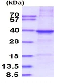 SDS-PAGE - Recombinant Human Cathepsin S protein (denatured) (AB140061)