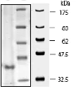 SDS-PAGE - Recombinant human Cathepsin S protein (His tag) (AB198162)