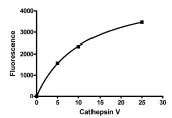 Functional Studies - Recombinant human Cathepsin V protein (AB198089)