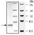 SDS-PAGE - Recombinant human Cathepsin V protein (AB198089)