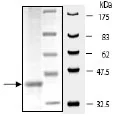 SDS-PAGE - Recombinant human Cathepsin V protein (His tag C-Terminus) (AB198089)
