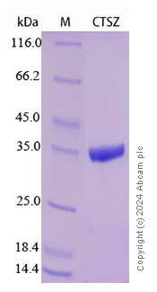 SDS-PAGE - Recombinant Human Cathepsin Z Protein Standard (His tag) (AB316507)