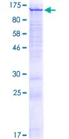 SDS-PAGE - Recombinant Human CATSPER1 protein (GST tag N-Terminus) (AB165120)
