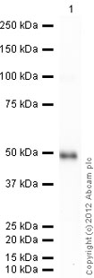 Western blot - Recombinant Human Caveolin-1 protein (GST tag N-Terminus) (AB114170)