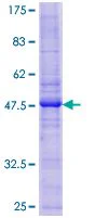 SDS-PAGE - Recombinant Human Caveolin-2 protein (GST tag N-Terminus) (AB114515)