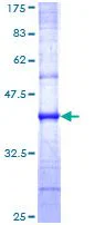 SDS-PAGE - Recombinant Human Caveolin-3 protein (GST tag N-Terminus) (AB114265)