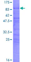 SDS-PAGE - Recombinant Human CBF1 interacting corepressor/CIR1 protein (GST tag N-Terminus) (AB160540)