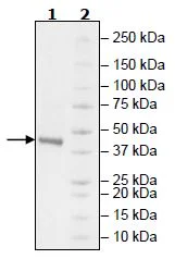 SDS-PAGE - Recombinant Human Cbl-c protein (DDDDK tag N-Terminus) (AB271396)