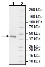 SDS-PAGE - Recombinant Human Cbl-c protein (Tagged) (AB271396)