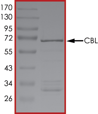 SDS-PAGE - Recombinant Human CBL protein (Tagged) (AB268383), expandable thumbnail