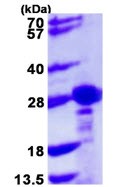 Recombinant Human CBX1 / HP1 beta protein