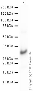 Western blot - Recombinant Human CBX1 / HP1 beta protein (AB109847)