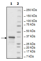 SDS-PAGE - Recombinant Human CBX2 protein (GST tag N-Terminus) (AB198750)