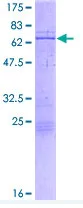 SDS-PAGE - Recombinant Human CBX4 protein (AB152885)