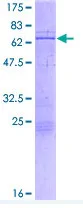 SDS-PAGE - Recombinant Human CBX4 protein (GST tag N-Terminus) (AB152885)