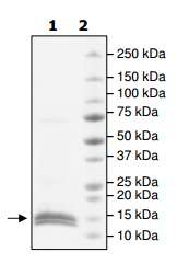 SDS-PAGE - Recombinant Human cbx7 protein (AB198427), expandable thumbnail