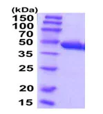 SDS-PAGE - Recombinant Human CCBL1 protein (His tag N-Terminus) (AB202192)