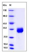 SDS-PAGE - Recombinant Human CCDC134 protein (His tag) (AB276504)