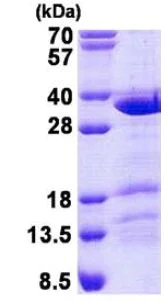 SDS-PAGE - Recombinant Human CCDC43 protein (AB140574)