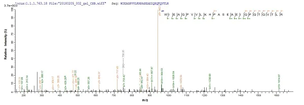 Mass Spectrometry - Recombinant Human CCK4 protein (His tag) (AB241239)