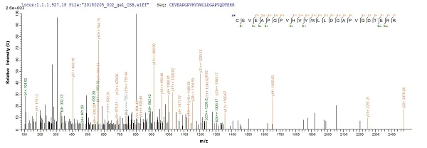 Mass Spectrometry - Recombinant Human CCK4 protein (His tag) (AB241239)
