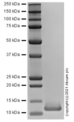 SDS-PAGE - Recombinant Human CCL13 Protein (Active) (AB283922)