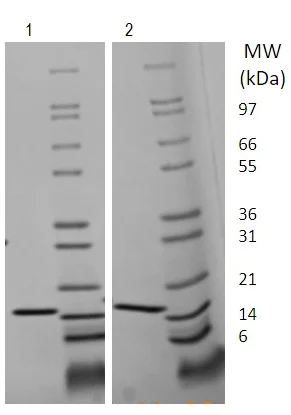 SDS-PAGE - Recombinant Human CCL21 protein (AB222174)