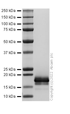 Recombinant Human CCL21 Protein