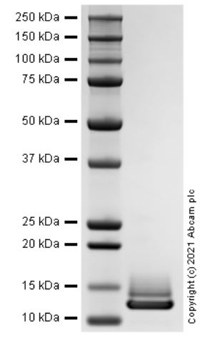 Recombinant Human CCL23/Ck beta 8-1 Protein
