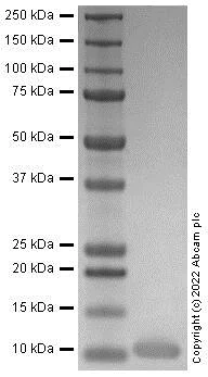 SDS-PAGE - Recombinant Human CCL27 protein (Active) (AB287948)