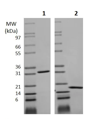 SDS-PAGE - Recombinant human CCL3 / MIP-1 alpha (Active) (AB256081)