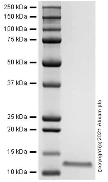 SDS-PAGE - Recombinant Human CCL4/MIP-1 beta protein (AB283444), expandable thumbnail