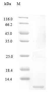Recombinant human CCL4/MIP-1 beta protein (Active)