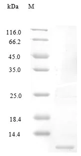 SDS-PAGE - Recombinant human CCL4/MIP-1 beta protein (Active) (AB243217)