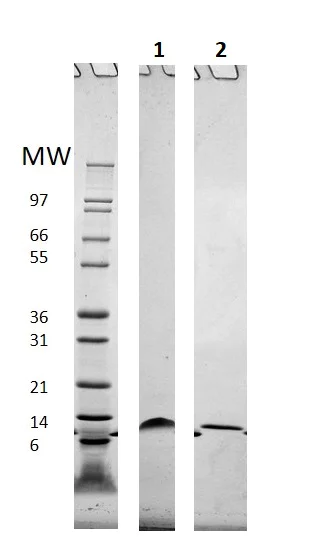 SDS-PAGE - Recombinant human CCL4/MIP-1 beta protein (Active) (AB256083)