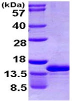 SDS-PAGE - Recombinant Human CCL4L1 protein (AB107149)