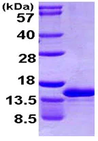 SDS-PAGE - Recombinant Human CCL4L1 protein (His tag N-Terminus) (AB107149)