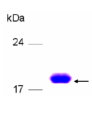 SDS-PAGE - Recombinant Human CCN3 protein (AB79564)
