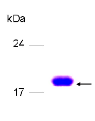 SDS-PAGE - Recombinant Human CCN3 protein (AB79564)