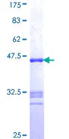 SDS-PAGE - Recombinant Human CCP1 protein (GST tag N-Terminus) (AB161588)