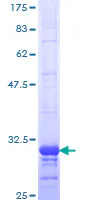 SDS-PAGE - Recombinant Human CCR2 protein (GST tag N-Terminus) (AB114168)
