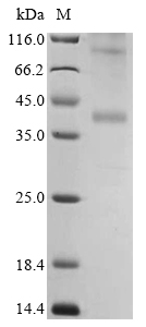 SDS-PAGE - Recombinant Human CCR4 protein (AB289735)