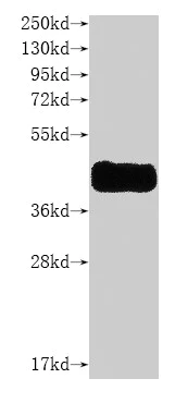 Western blot - Recombinant Human CCR8 protein (VLPs) (Active) (AB300191)