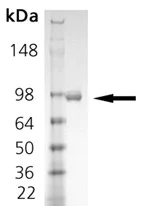 SDS-PAGE - Recombinant human CD10 protein (AB157051)