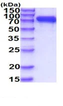 SDS-PAGE - Recombinant Human CD10 protein (His tag) (AB223024)