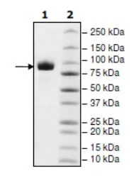 SDS-PAGE - Recombinant Human CD10 protein (His tag N-Terminus) (AB271614)