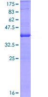 SDS-PAGE - Recombinant Human CD103 protein (GST tag N-Terminus) (AB114703)